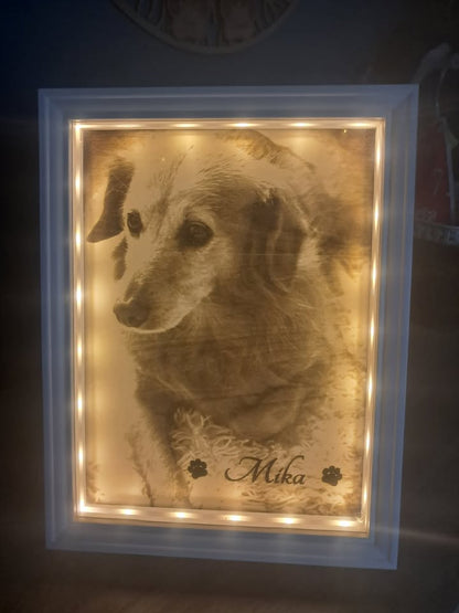 cadre eclairage portrait chien