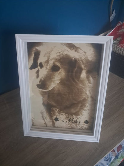 Portrait chien avec cadre eclairage